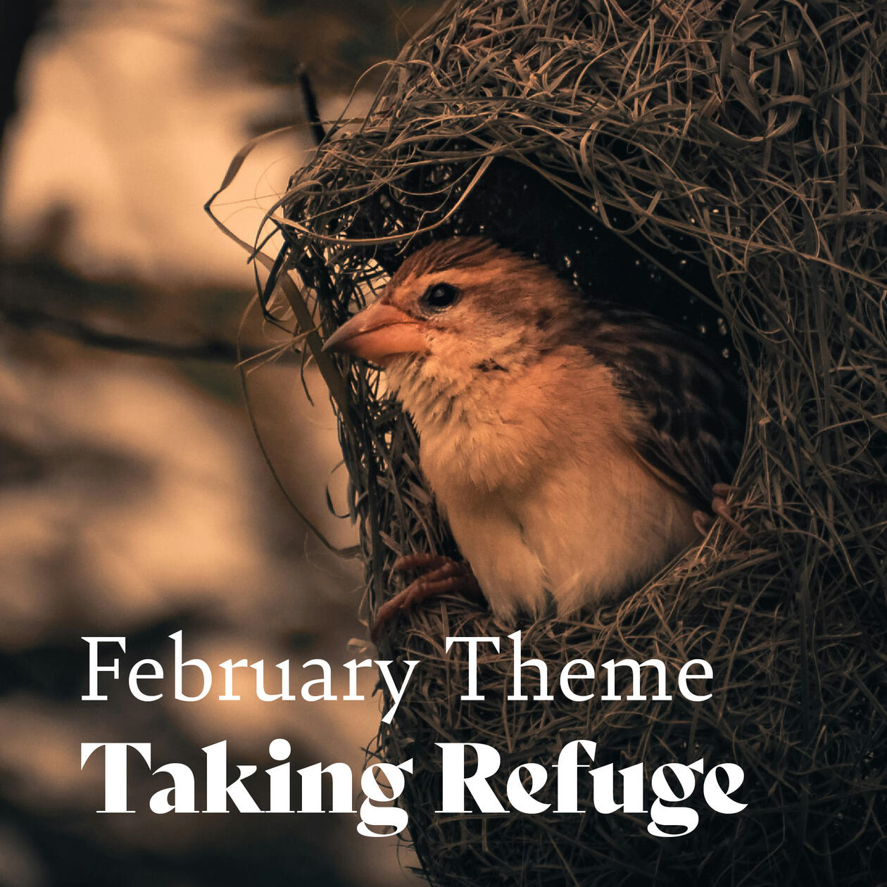 Puget Sound Zen Center social content